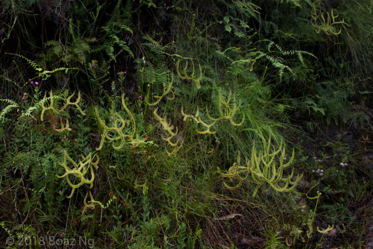 Drosera binata in the Blue Mountains