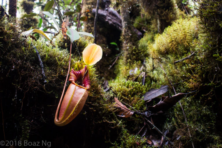 Nepenthes ovata in the wild