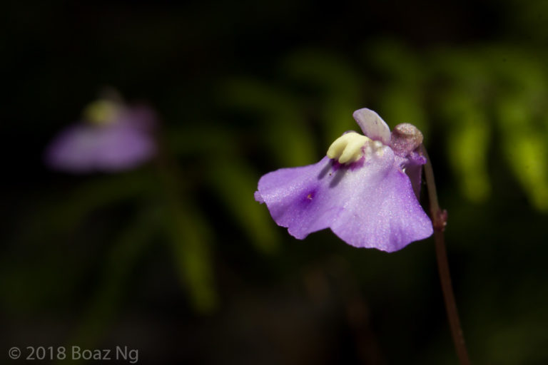 Utricularia grampiana