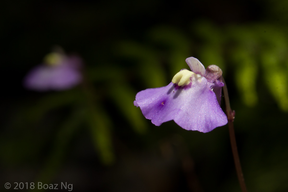 Utricularia grampiana