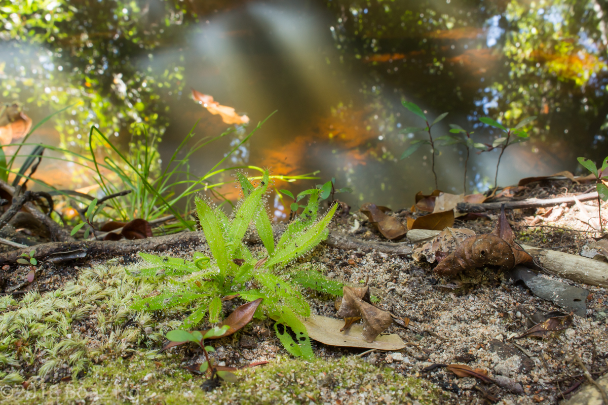 Plants in the Wild: Drosera adelae