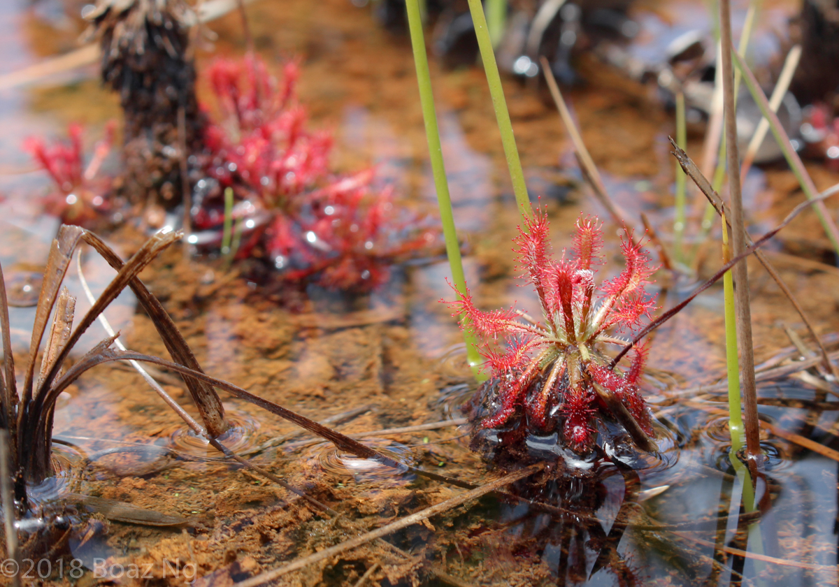 Plants in the wild: Drosera neocaledonica