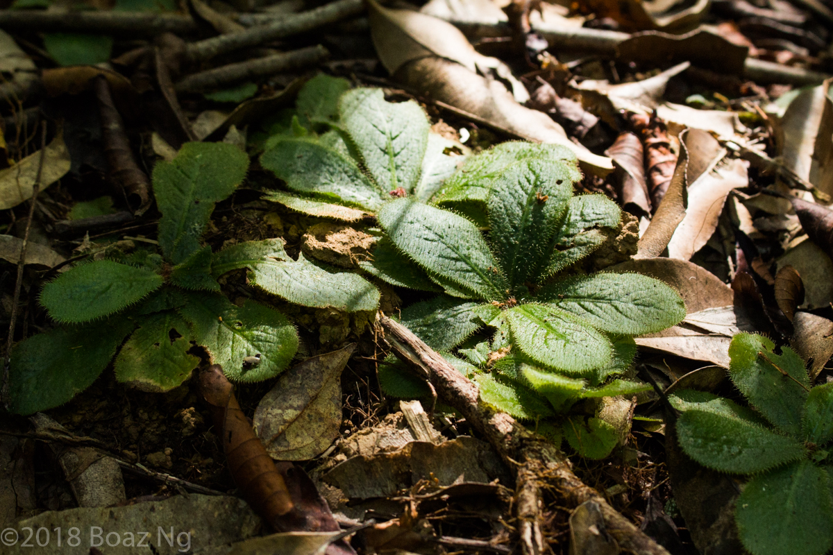 Drosera schizandra Species Profile - Fierce Flora