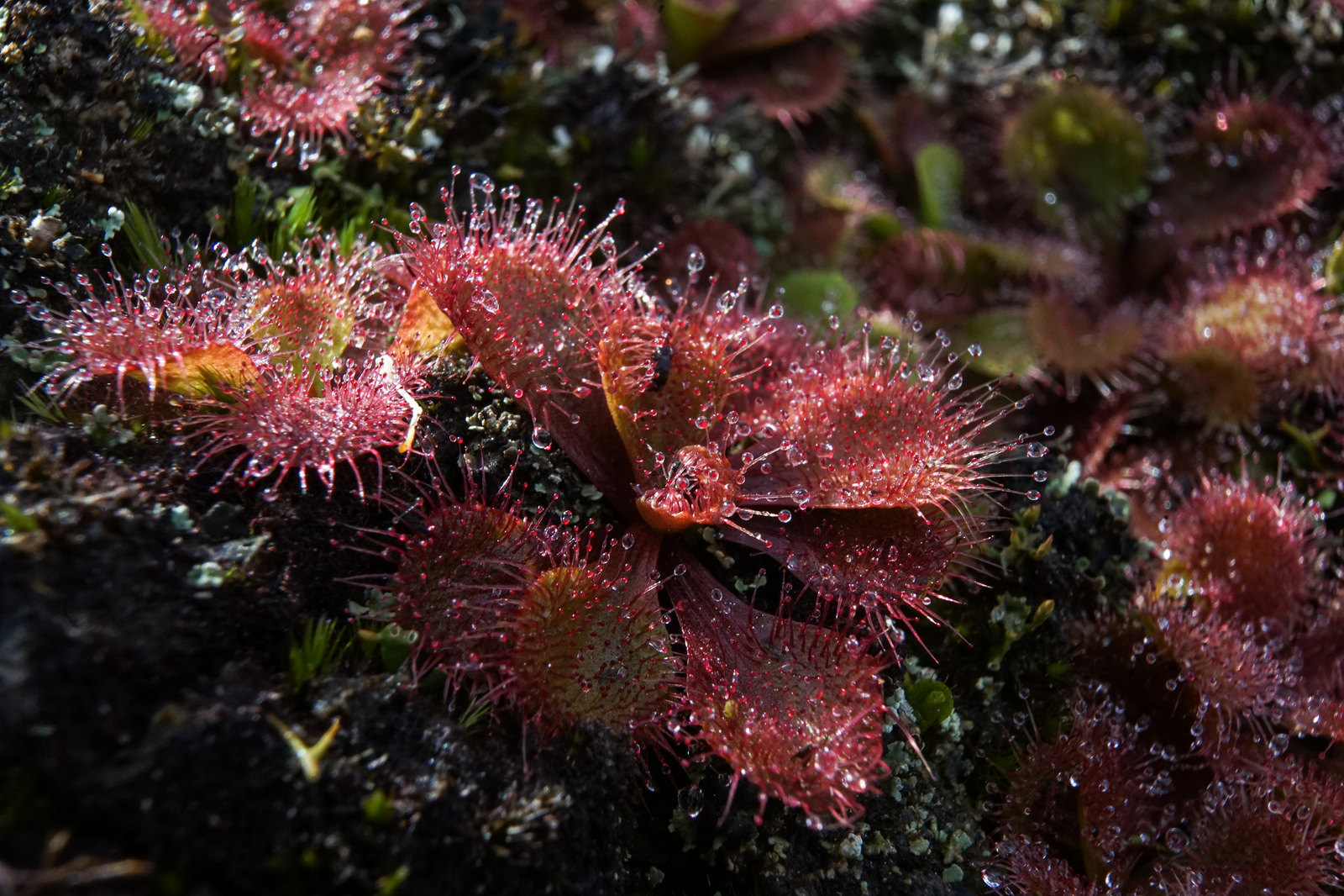 Drosera aberrans Species profile