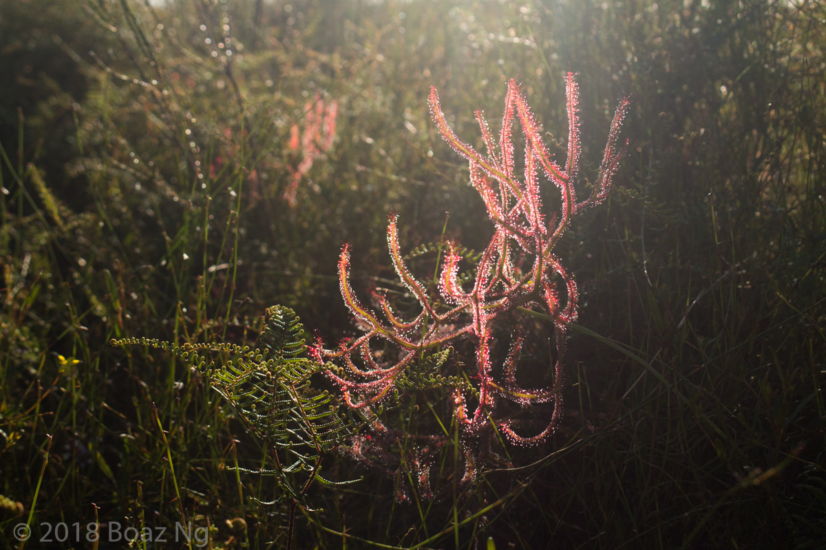 Drosera binata extrema in the wild – 77 points!