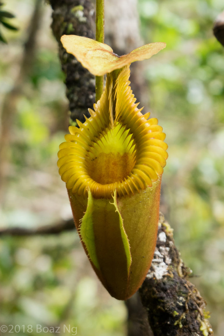 Plants in the wild: Nepenthes villosa