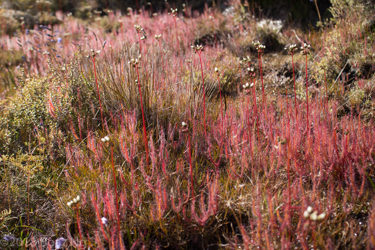 Alpine Drosera of the Tongariro Region, New Zealand