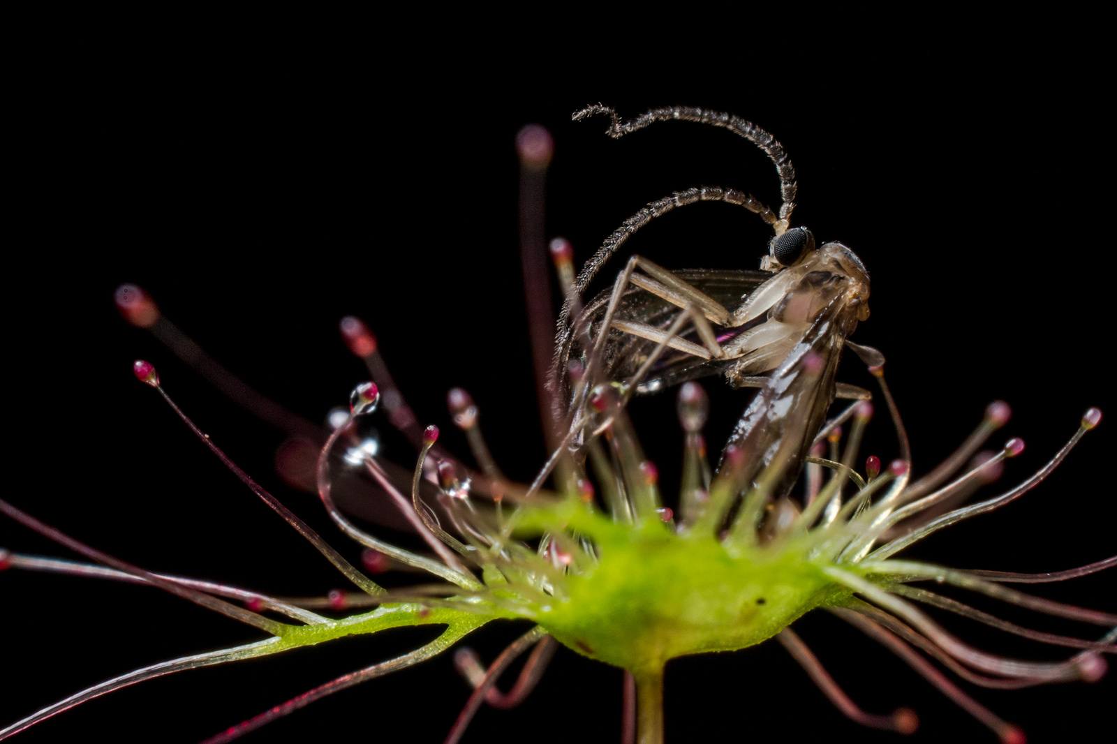 Drosera auriculata