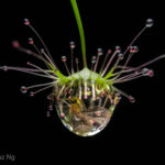 Taxonomy and Observations of the Drosera peltata complex