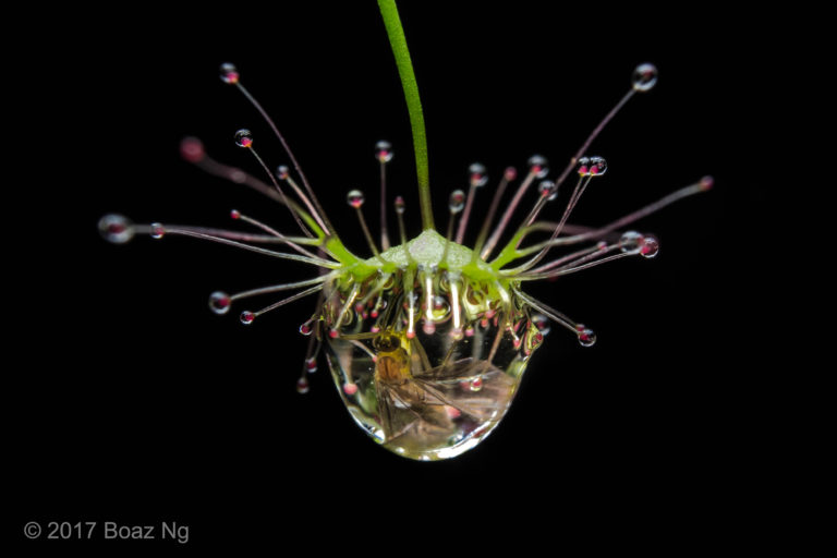 Drosera auriculata with Prey