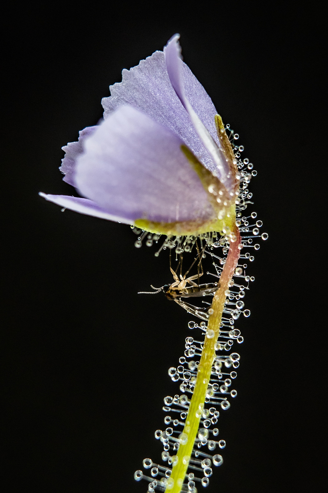 Byblis liniflora