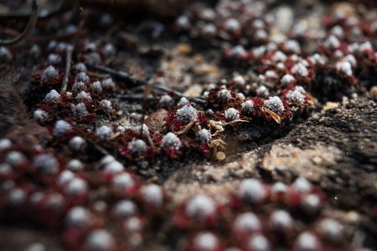 Drosera pygmaea Species Profile