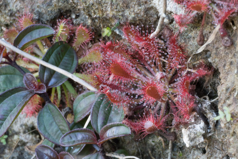 Plants in the Wild: Drosera oblanceolata and its Hybrids