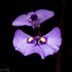 Comparing Utricularia dichotoma, grampiana, barkeri, uniflora and aff. dichotoma Maddens Plains