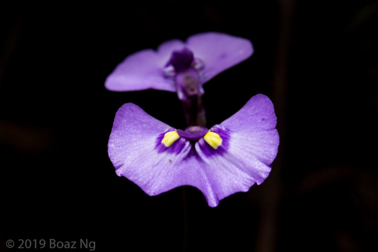 Comparing Utricularia dichotoma, grampiana, barkeri, uniflora and aff. dichotoma Maddens Plains