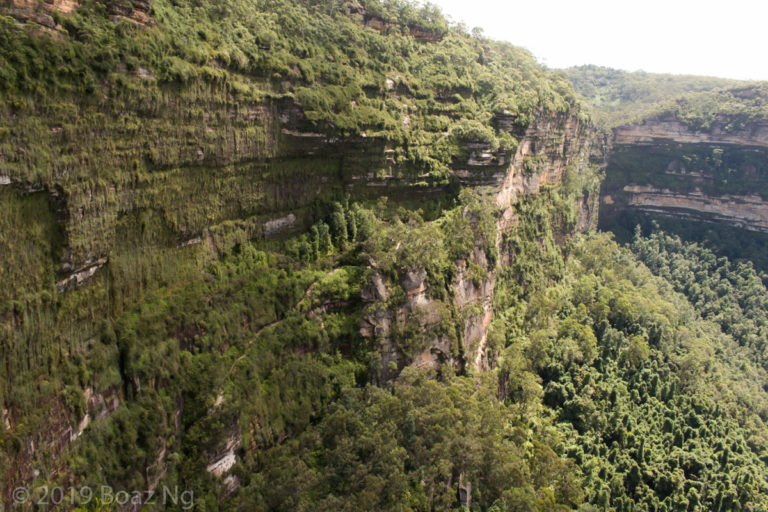 Carnivorous plants of the Blue Mountains