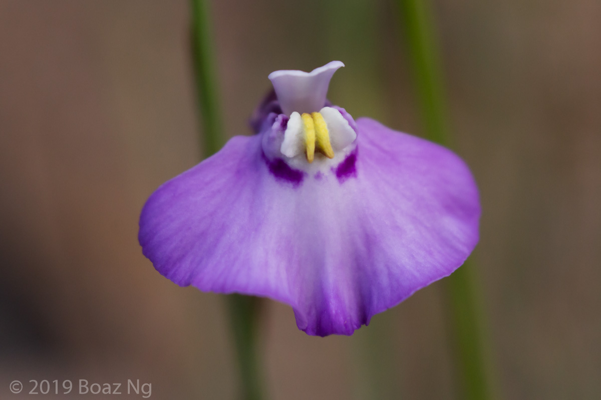 Variation in Utricularia uniflora