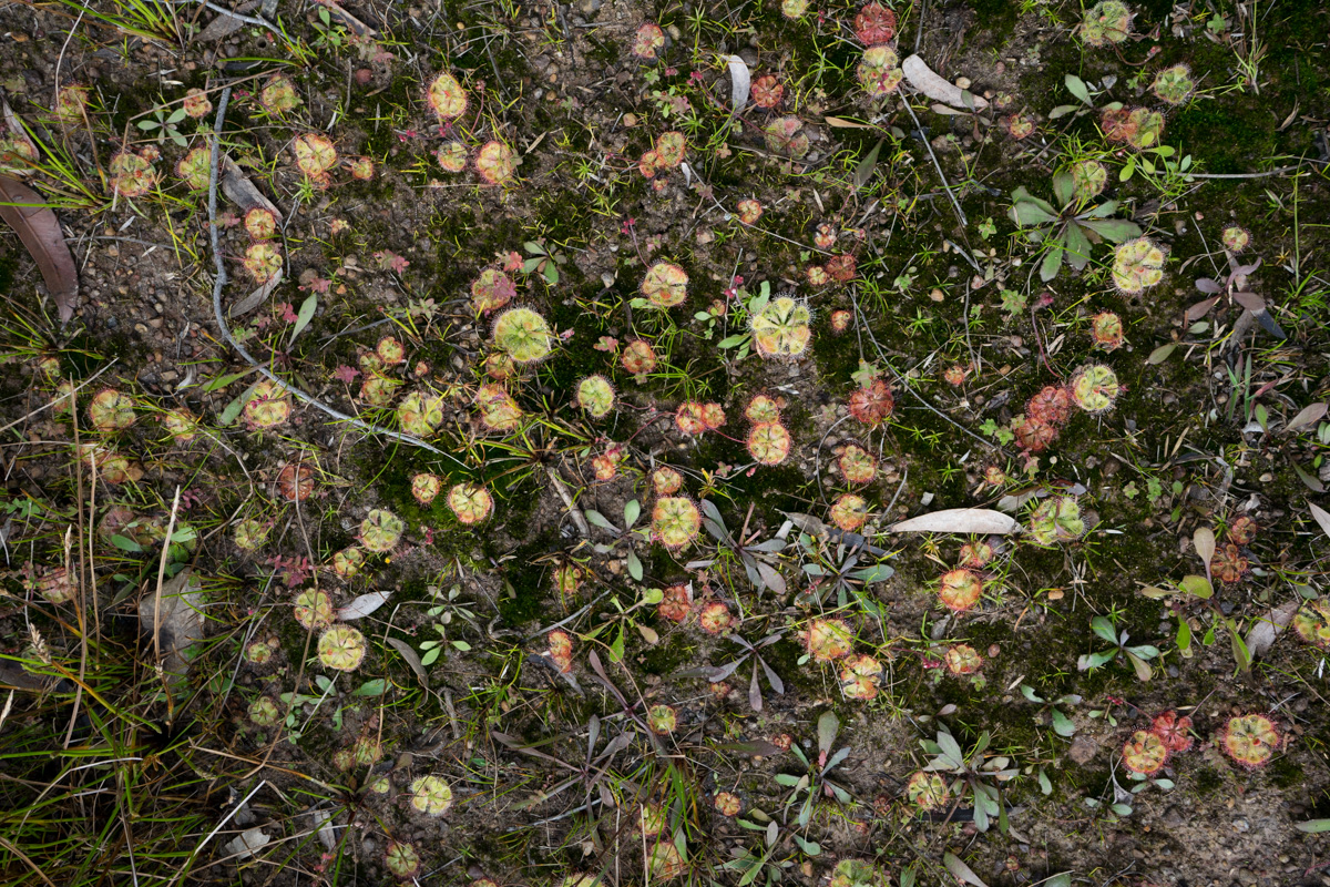 Drosera burmanni in Sydney