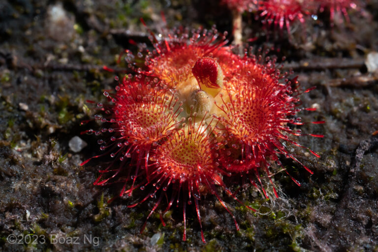 Drosera burmannii