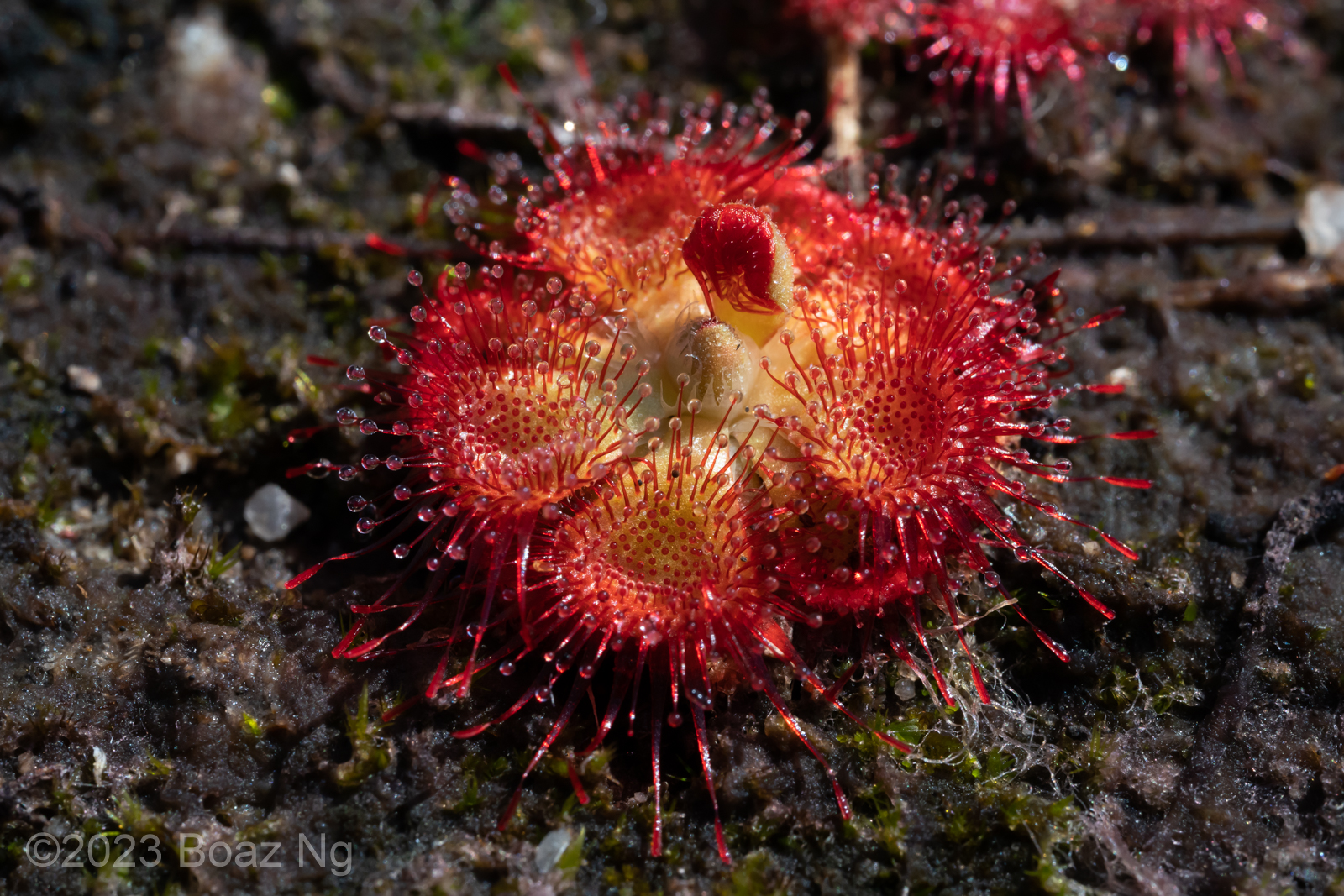 Drosera burmannii