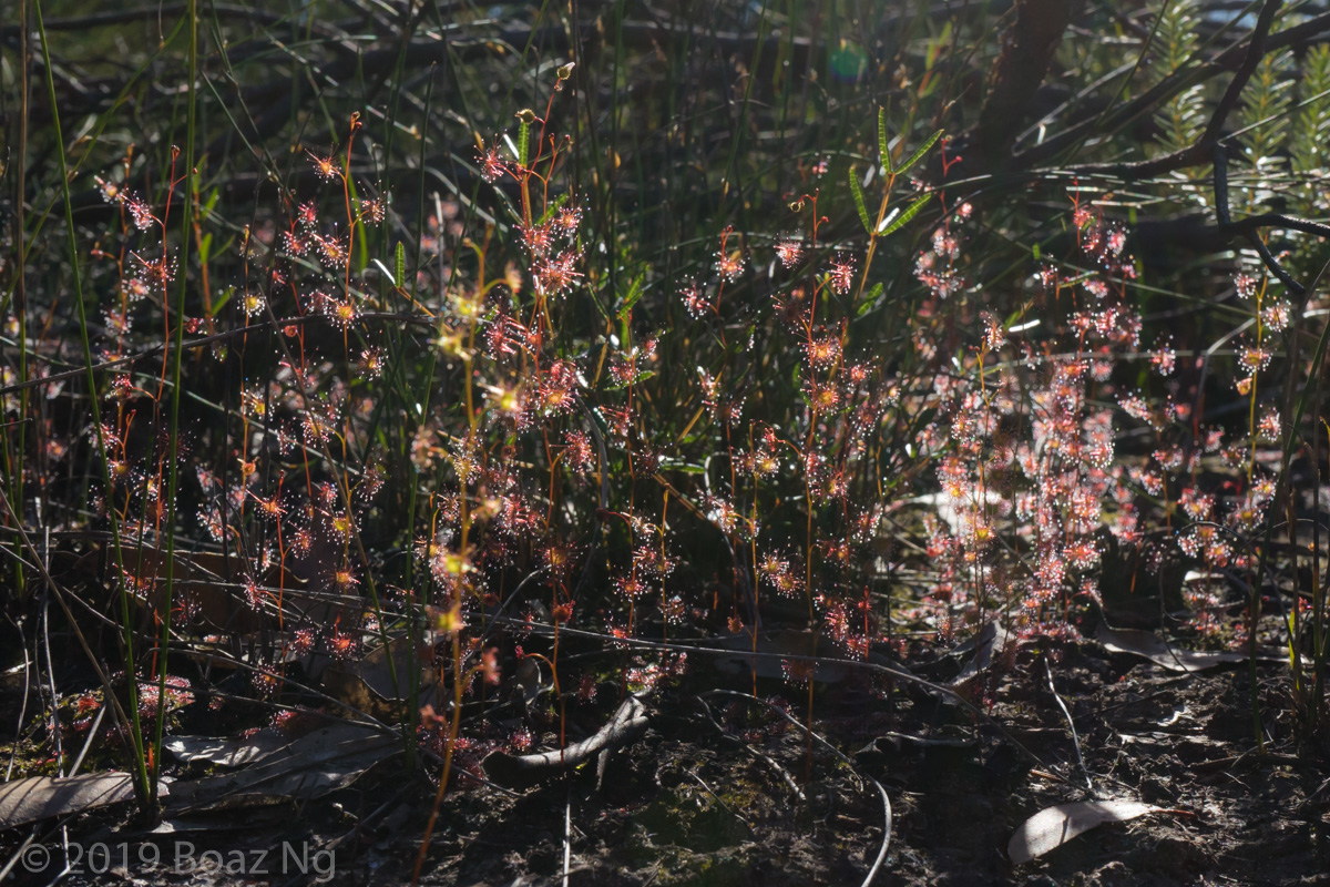 Drosera peltata in Sydney