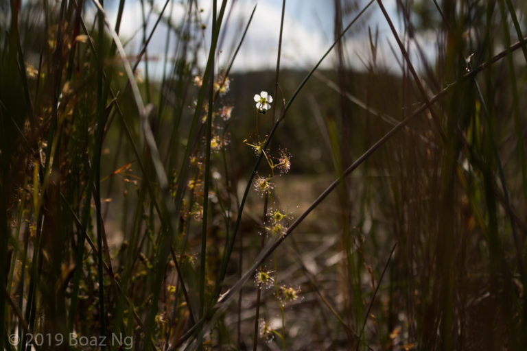 Drosera peltata Species Profile