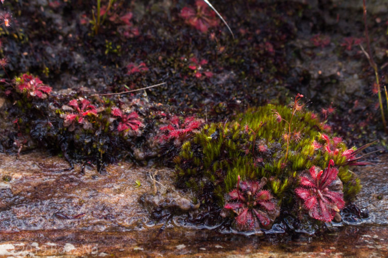 Drosera spatulata Species Profile