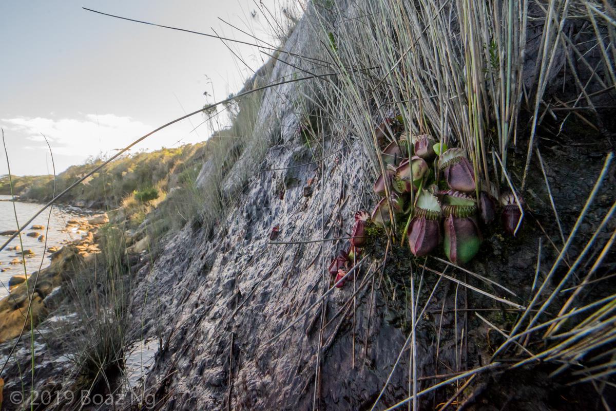 Cephalotus follicularis found during my 2019 Western Australia expedition.