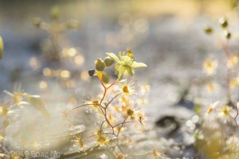 Drosera zigzagia Species Profile