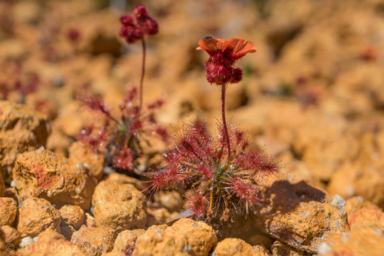 Drosera barbigera Species Profile