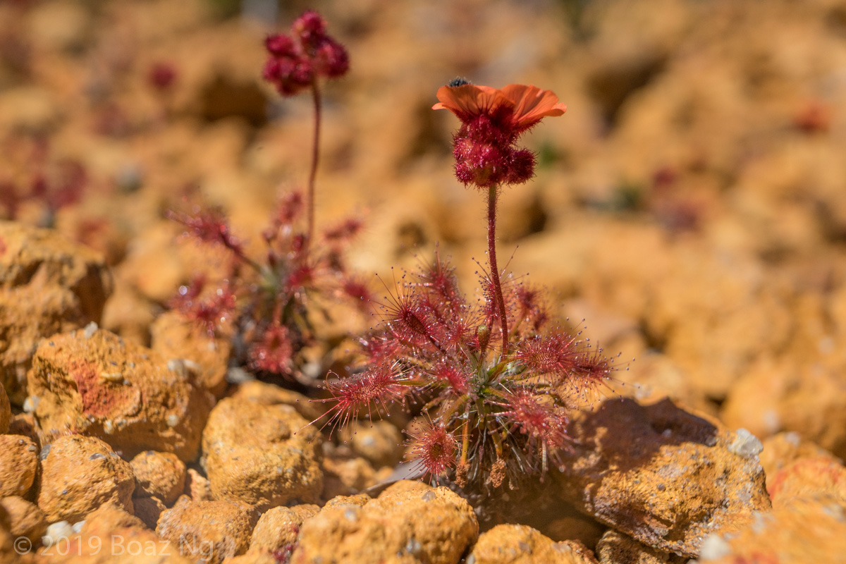 Drosera barbigera Species Profile