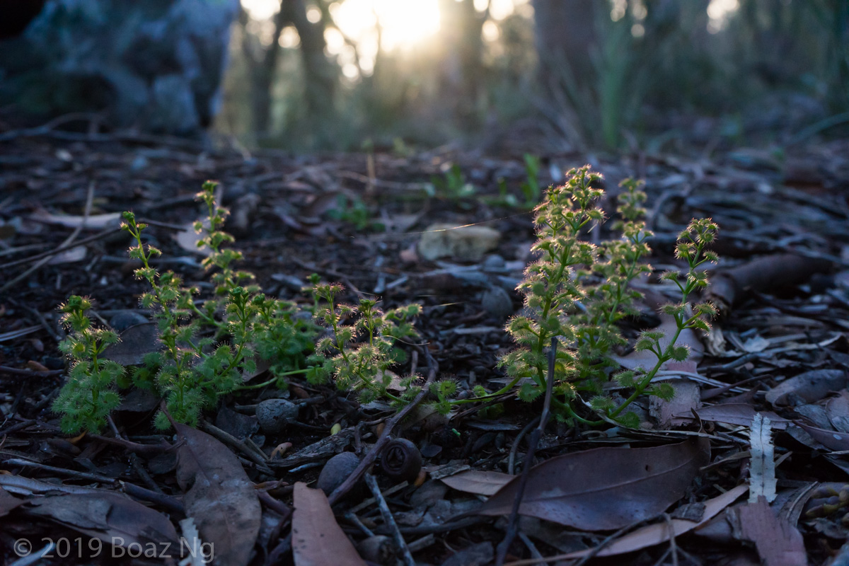 WA 2019: Part 1. Coastal Plains.