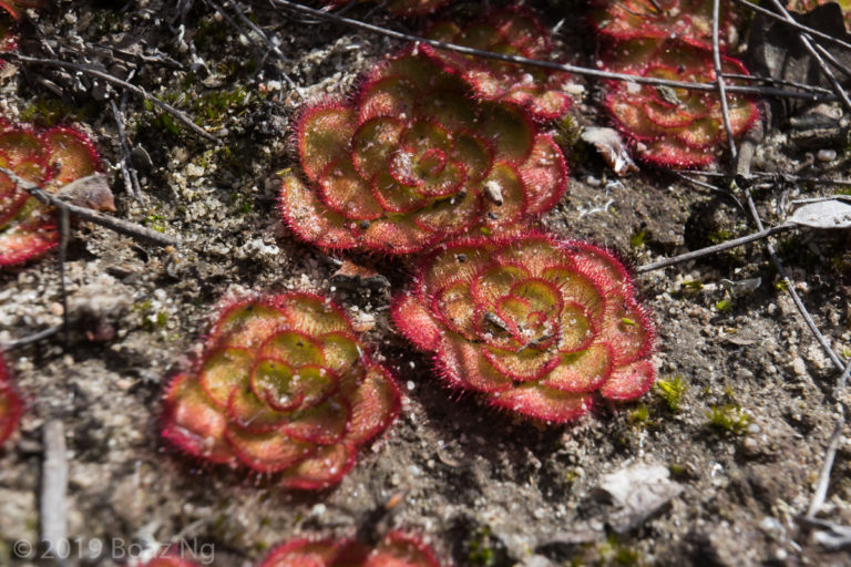 Drosera zonaria Species Profile