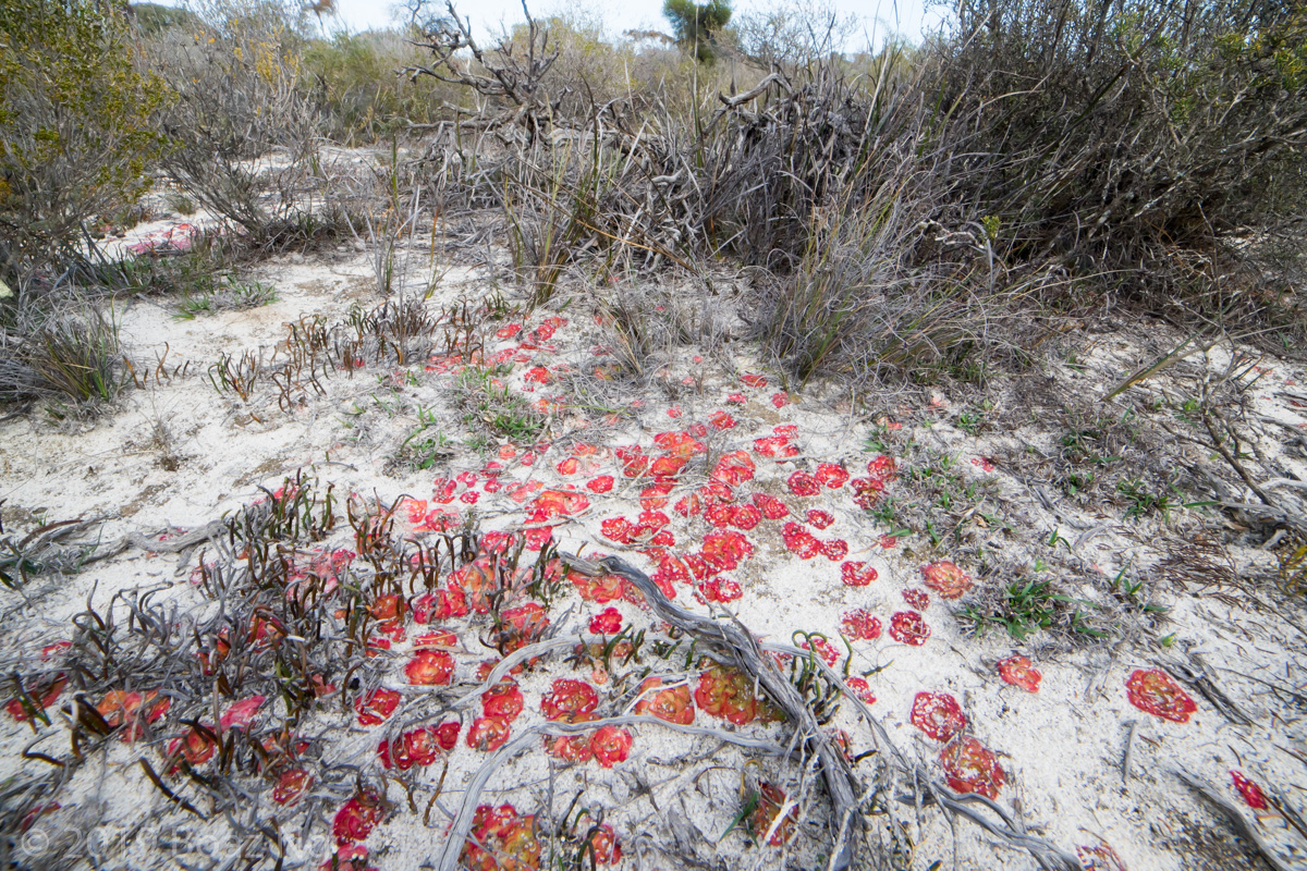 Drosera zonaria Species Profile Fierce Flora