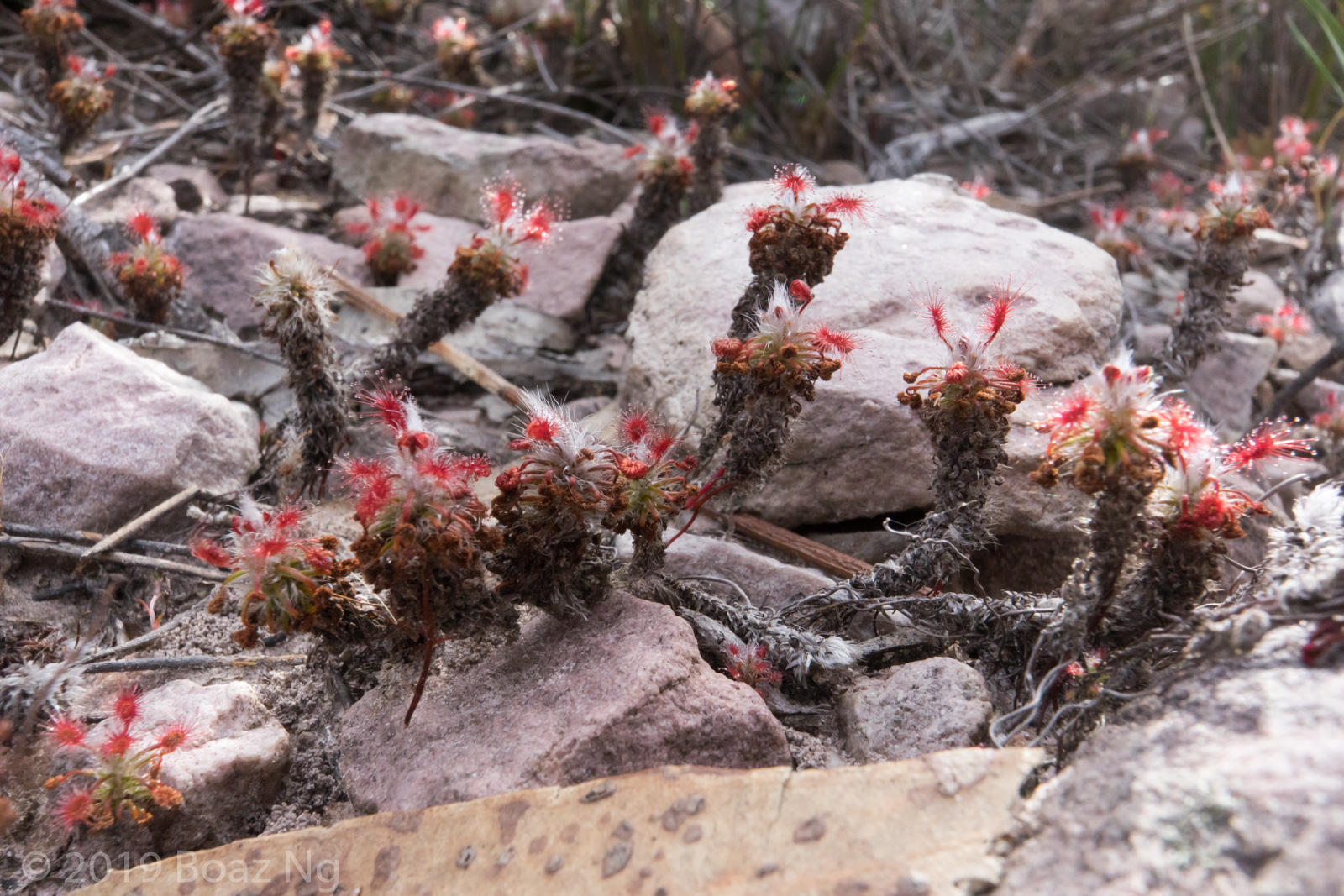 Drosera gibsonii Species Profile