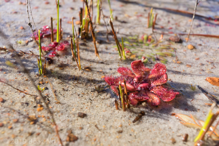 Drosera hamiltonii Species Profile