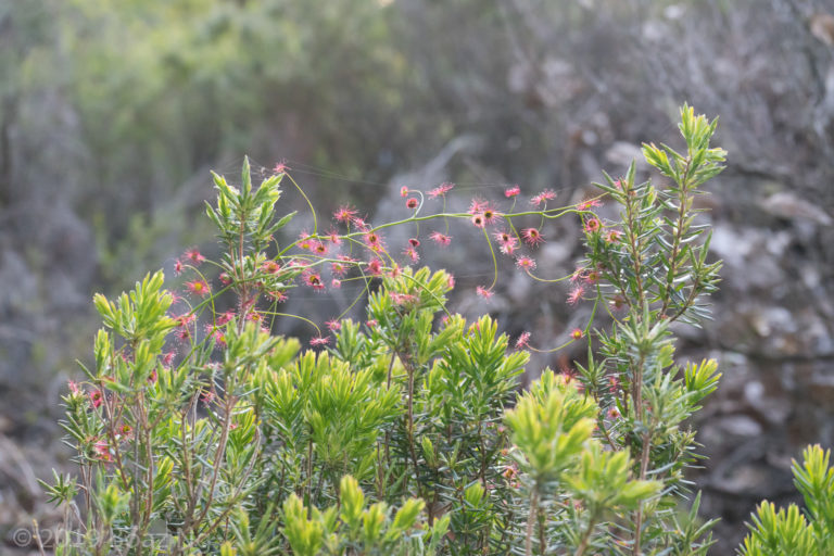 Drosera pallida Species Profile