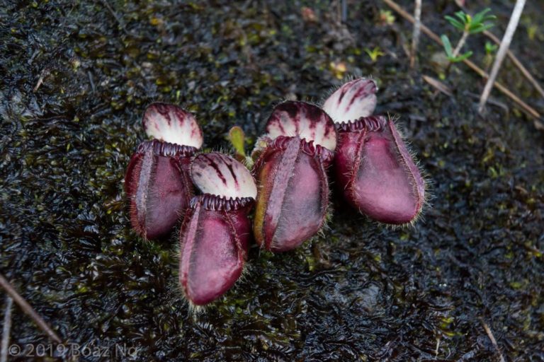 WA 2019: Part 3. Southern Swamps