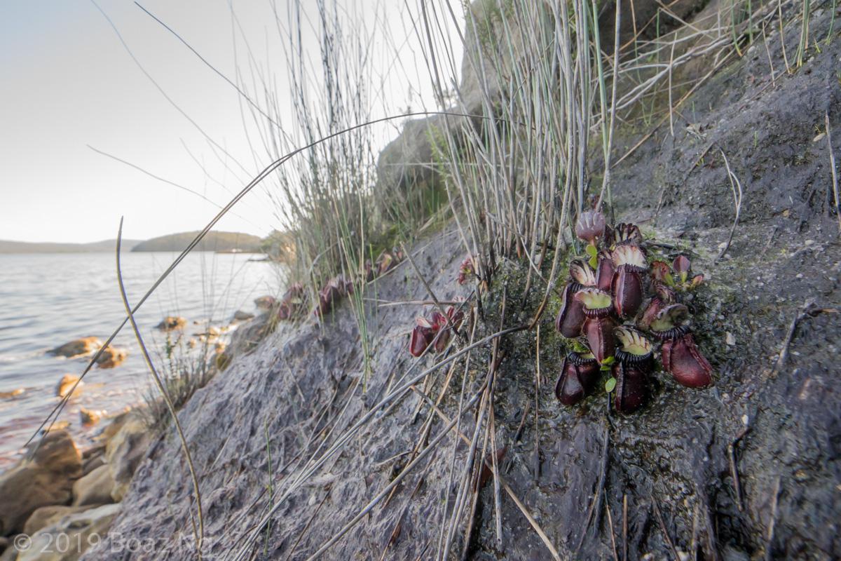 Plants in the wild: Cephalotus follicularis