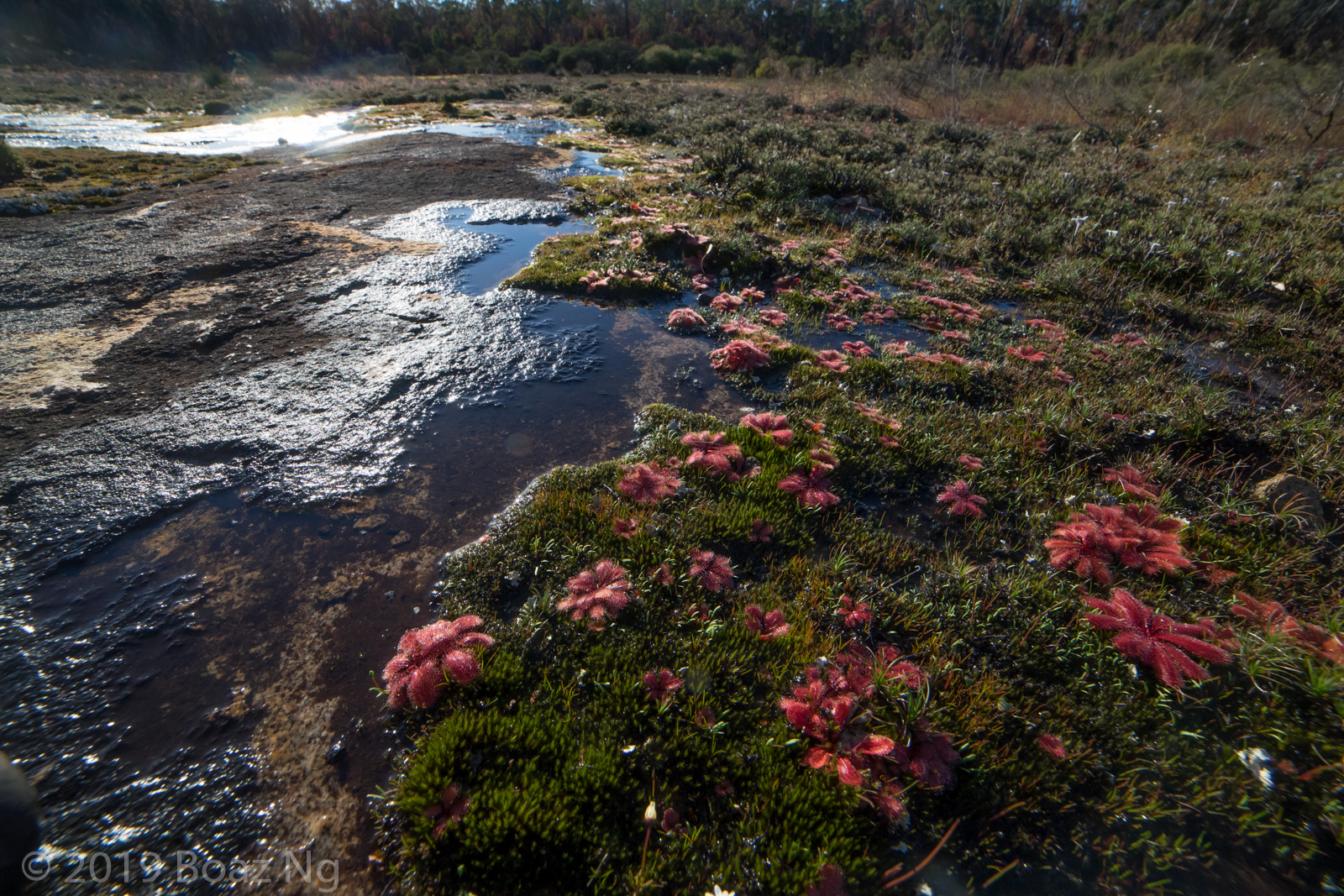 Drosera bulbosa Species Profile