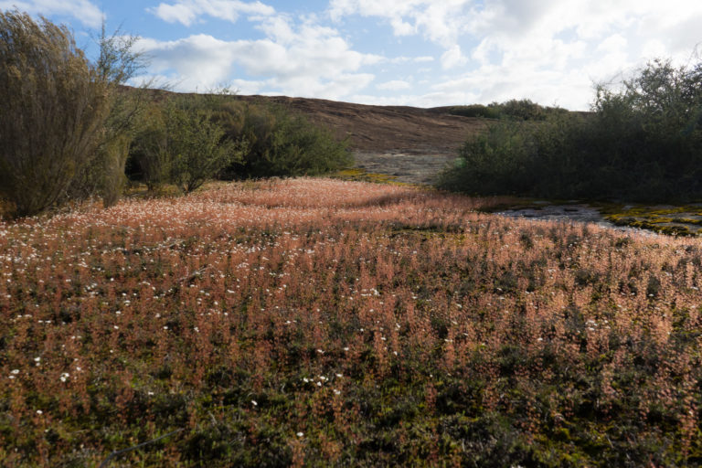 Carnivorous plants of the Western Australian granite outcrops