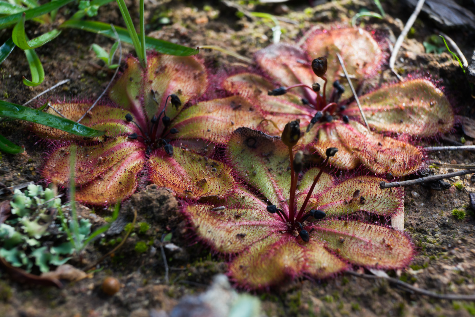 Drosera monantha Species Profile