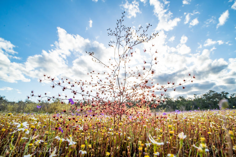 Drosera gigantea Species Profile