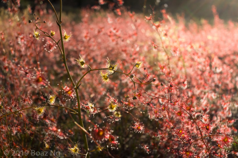 Drosera gigantea Species Profile
