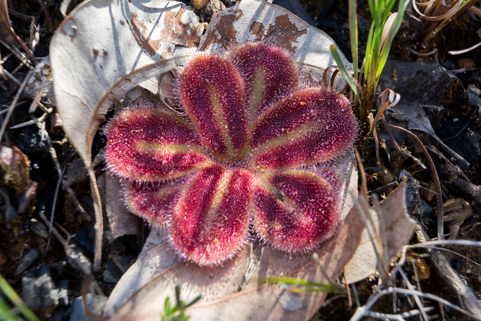 Drosera squamosa Species Profile