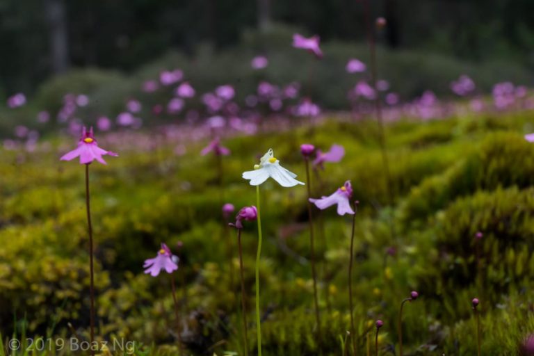 Utricularia multifida Species Profile