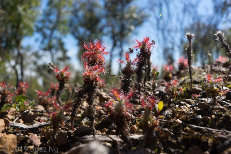 Drosera lasiantha Species Profile