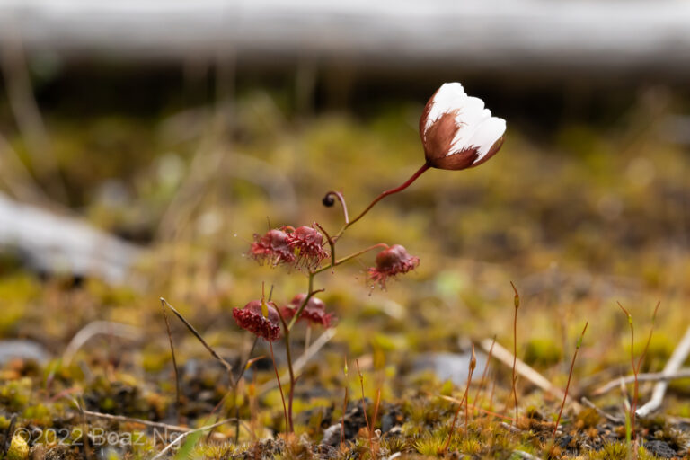 Drosera huegelii Species Profile