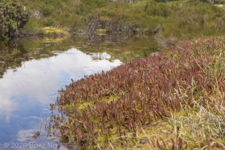 Drosera arcturi on Mt Baw Baw