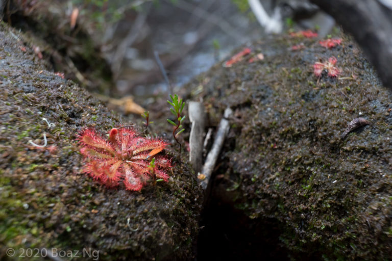 Plants in the wild: Royal National Park